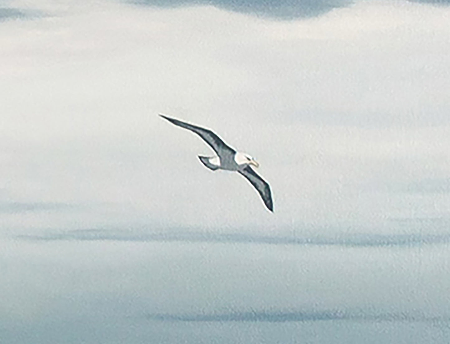 Passing Albatross, Bass Strait.