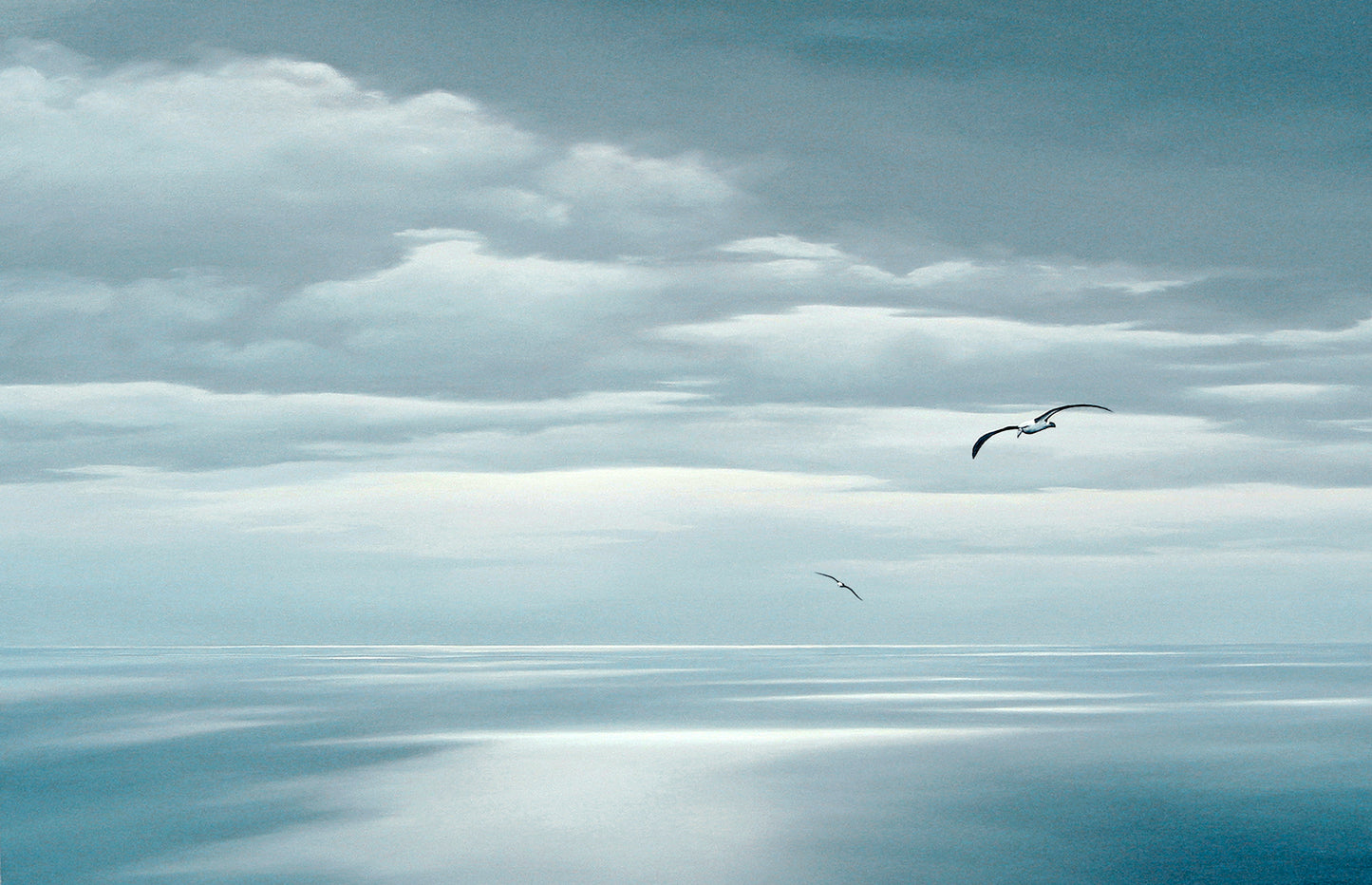 Bass Strait Albatross canvas print award winner / Tasmanian Art / The Art of Richard Stanley