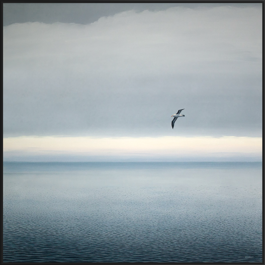 Passing Albatross 2, Bass Strait.