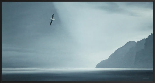 Soul Albatross over Bathurst Habour Tasmania