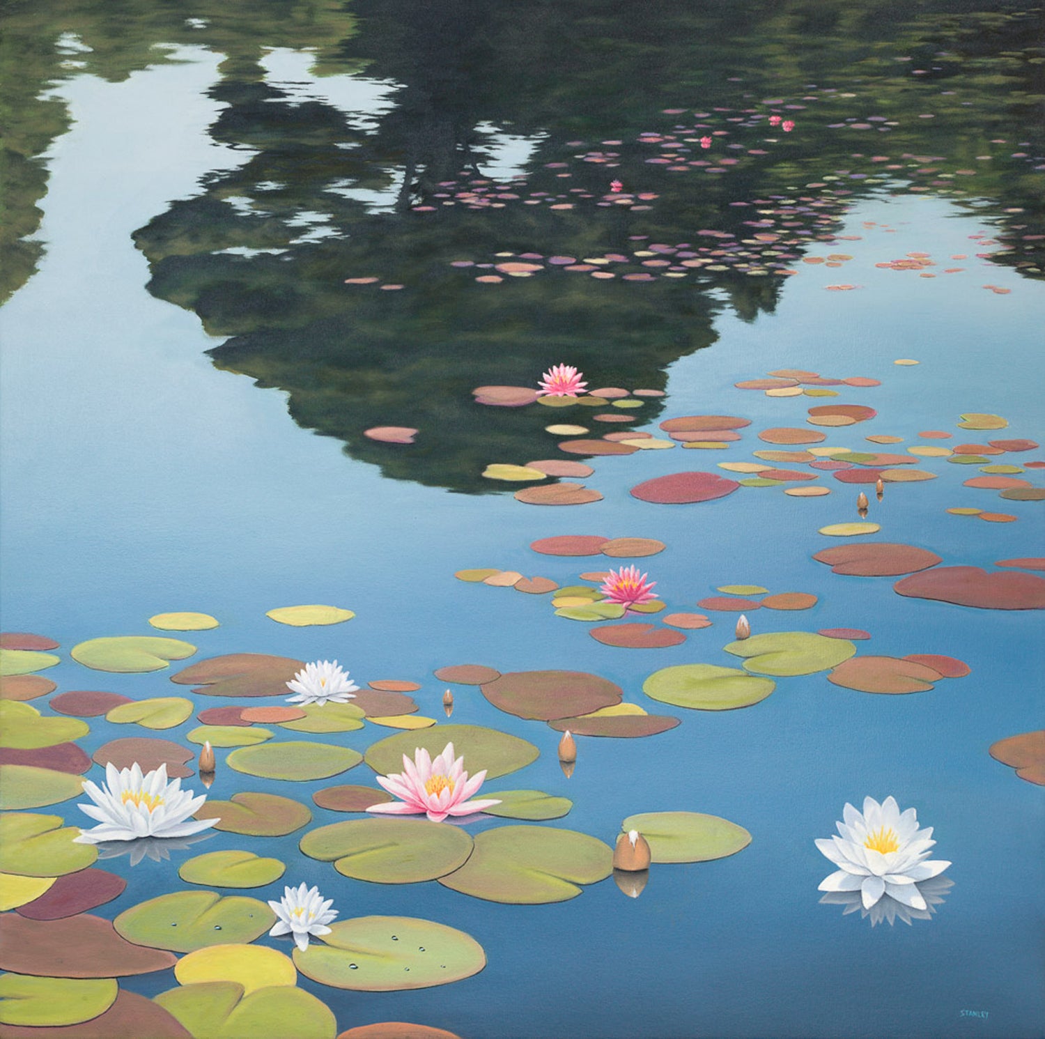Waterlilies canvas print / Tasmanian Art / The Art of Richard Stanley