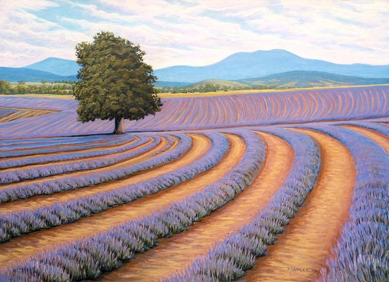 Lavender Farm, Bridestowe, Tasmania Fine Art Print / Tasmanian Art / The Art of Richard Stanley